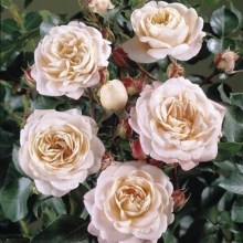 Róża rabatowa Carcassonne jasnoróżowa c4 zdjęcie 1