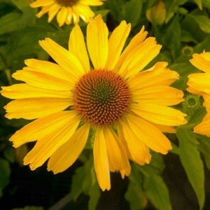 Jeżówka purpurowa (Echinacea) Yellow Pearl zdjęcie