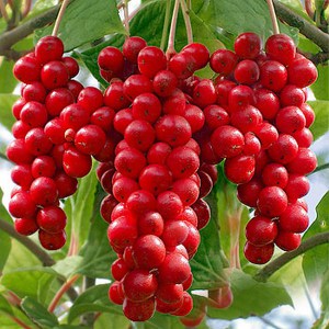Cytryniec chiński (Schisandra chinensis) c2 zdjęcie 1
