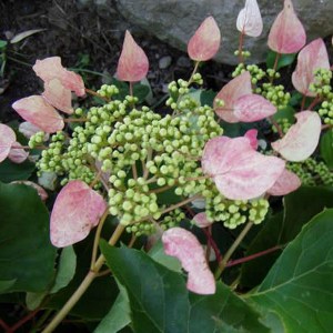 Przywarka japońska ( Schizophragma) Rosea - pnącze do cienia zdjęcie
