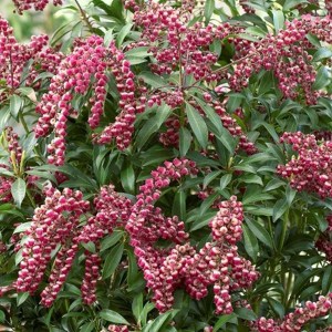 Pieris japoński (Pieris japonica) Passion c2 zdjęcie 1
