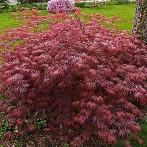 Klon palmowy szczepiony (Acer palm.) Inaba Shidare c4 zdjęcie 1