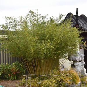 Bambus Bisseta - Fylostachys Bisseta (Phyllostachys bissetii) c2 zdjęcie 1