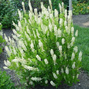 Orszelina olcholistna (Clethra alnifolia) Sixteen Candles zdjęcie 1