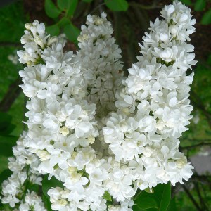 Bez - lilak pospolity (Syringa) Miss Ellen Willmott zdjęcie 1
