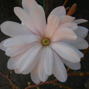 Magnolia gwiaździsta (Magnolia stellata) Rosea c5 zdjęcie 1