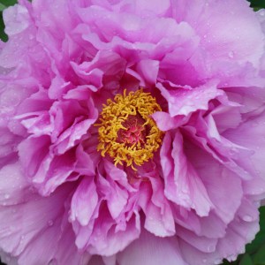 Piwonia drzewiasta (Paeonia suffruticosa) odm. chińska lila zdjęcie 1