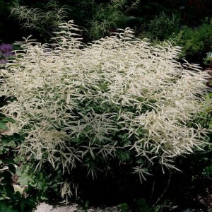 Parzydło leśne (Aruncus) Misty Lace c1 zdjęcie 1