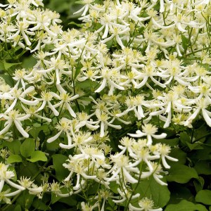 Powojnik jesienny (Clematis terniflora) Early Snow c2 zdjęcie 1