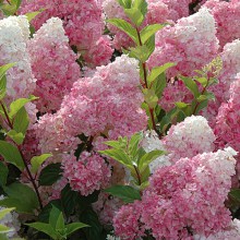 Hortensja Vanille Fraise syn. Renhy Hydrangea c2 zdjęcie 1