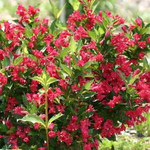 Krzewuszka (Weigela) Red Princes c2 zdjęcie 1