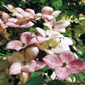 Dereń kousa (Cornus kousa) Satomi c10 zdjęcie 1