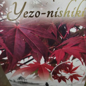 Klon palmowy (Acer palm.) Yezo-Nishiki c3 zdjęcie 1
