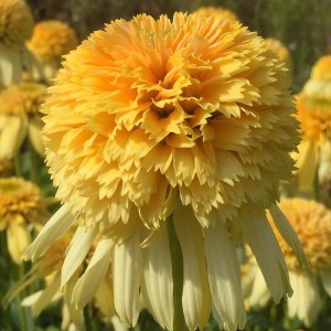 Jeżówka purpurowa (Echinacea) Lemon Drop zdjęcie 1