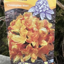 Azalia wielkokwiatowa Christopher Wren zdjęcie 1