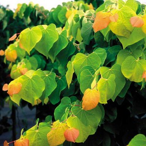Judaszowiec kanadyjski (Cercis canadensis) Melon Beauty c4 zdjęcie 1