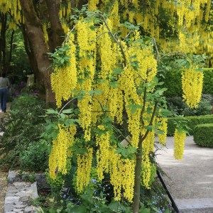 Złotokap Waterera (Laburnum watereri) Vossii c5 zdjęcie 1