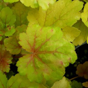 Żurawka (Heuchera) Electra zdjęcie 1