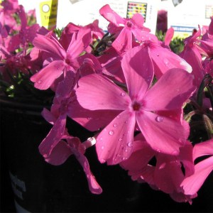 Floks szydlasty (Phlox subulata) Mc Daniels Cushion 1