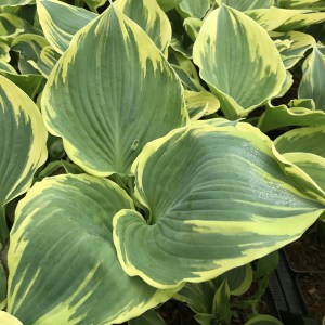 Funkia (Hosta) Band of Gold zdjęcie 1