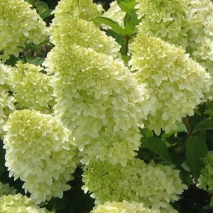 Hortensja bukietowa (Hydrangea paniculata) Limelight c3 zdjęcie 1