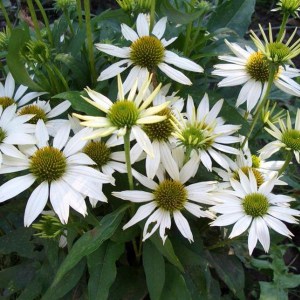 Jeżówka purpurowa (Echinacea) Kim's Mop Head zdjęcie 1