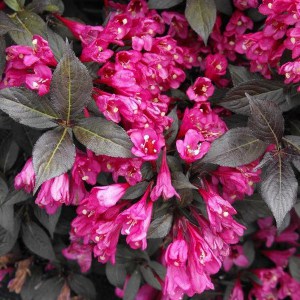 Krzewuszka (Weigela) Minor Black c2 zdjęcie 1