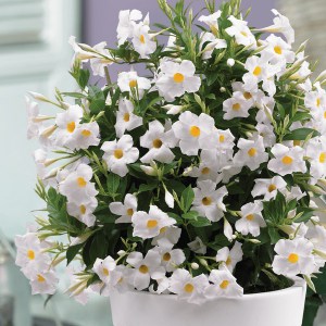 Sandewilla (Sundaville, dipladenia) Classic Pearl zdjęcie 1