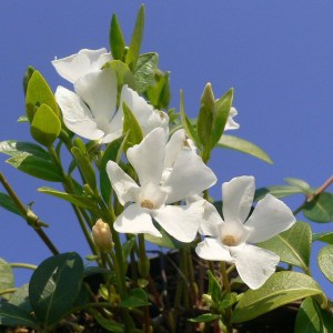 Barwinek (Vinca minor) Colada zdjęcie 2