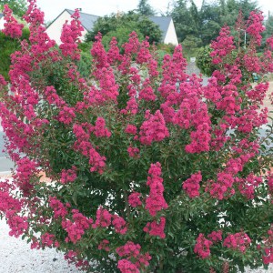 Lagerstremia indyjska (Lagerostroemia indica) Petite Red c5 zdjęcie 1