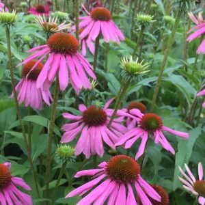 Jeżówka purpurowa (Echinacea) Kims Knee High zdjęcie 1