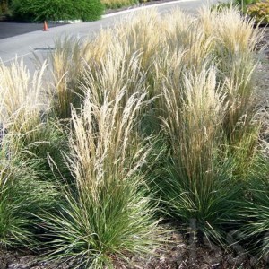 Trzcinnik ostrokwiatowy (Calamagrostis acutiflora) Overdam c1 zdjęcie 1