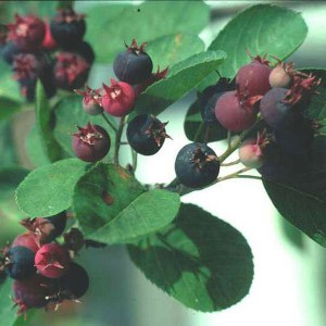 Świdośliwa (Amelanchier) Ballerina c1 zdjęcie 1
