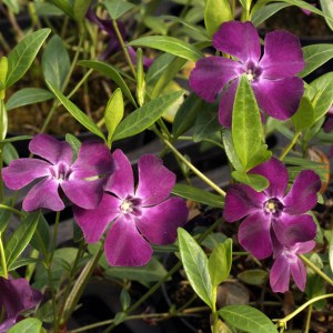 Barwinek mniejszy (Vinca minor) Verino zdjęcie 1