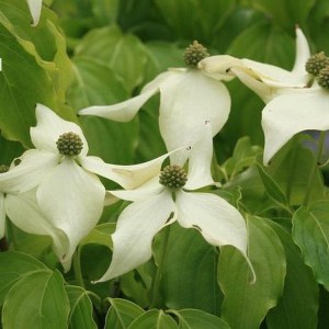 Dereń kousa (Cornus kousa) Nicole c5 zdjęcie 1