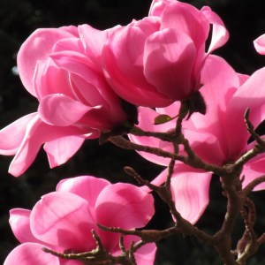 Magnolia Sweet Merlot c3 zdjęcie 1