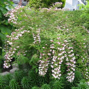 Kolkwicja chińska (Kolkwitzia amabilis) Pink Cloud c2 zdjęcie 1