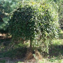 Wierzba całolistna (Salix integra) Pendula na pniu zdjęcie 1