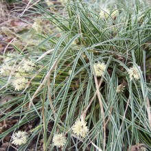 Trawa turzyca stożkowata (Carex conica) Snowline sadzonka zdjęcie 1