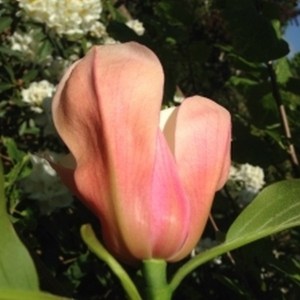 Magnolia Flamingo c3 zdjęcie 1