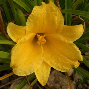 Liliowiec (Hemerocallis) Stella Doro zdjęcie 1