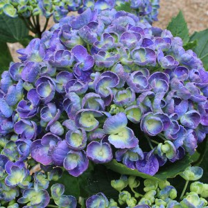 Hortensja ogrodowa (Hydrangea macrophylla) Hopcorn c3 zdjęcie 1
