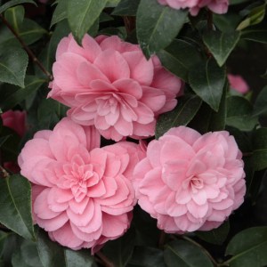 Kamelia japońska (Camellia japonica) Mrs Tingley zdjęcie 1