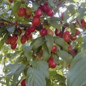 Dereń jadalny (Cornus mas) c1,5 zdjęcie 1