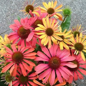 Jeżówka purpurowa (Echinacea) Fountain Orange Bicolour zdjęcie 1