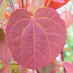 Grujecznik japoński (Cercidiphyllum japonicum) zdjęcie 1