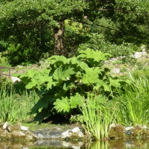 Gunera olbrzymia, parzeplin (Gunnera manicata) 1
