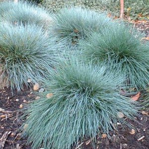 Kostrzewa Sina (Festuca glauca) Niebieska Trawa zdjęcie 1