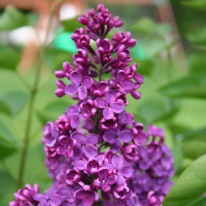 Bez - lilak - Syringa Charles Joly c2 zdjęcie 1