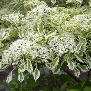 Dereń pagodowy (Cornus controversa) Variegata c4 zdjęcie 1